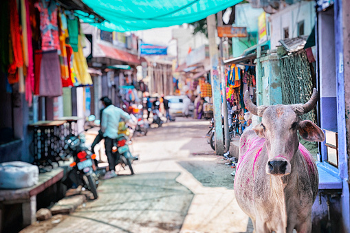 Cow wanders the streets of Nimaj, Rajasthan, India.