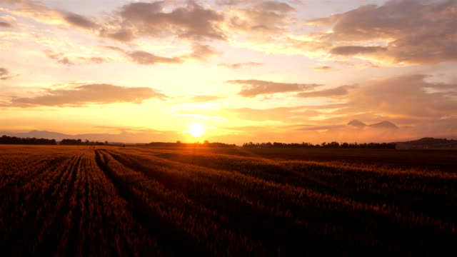 AERIAL: Wheat field at summer surise