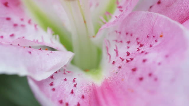 stargazer lily macro