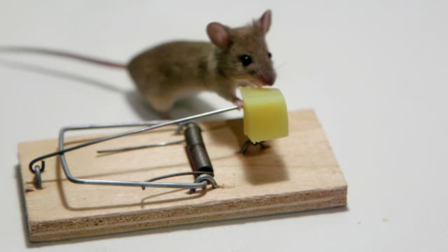 Mouse eating cheese in a mousetrap