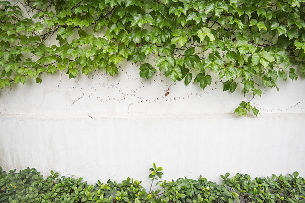 istock ivy leaves isolated on a white background 473229814