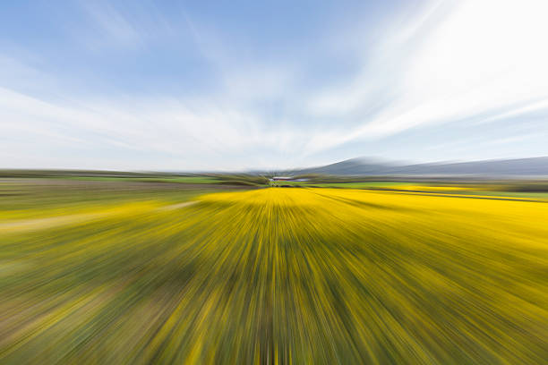 istock Beautiful yellow flowers of rapeseed fields 473230672