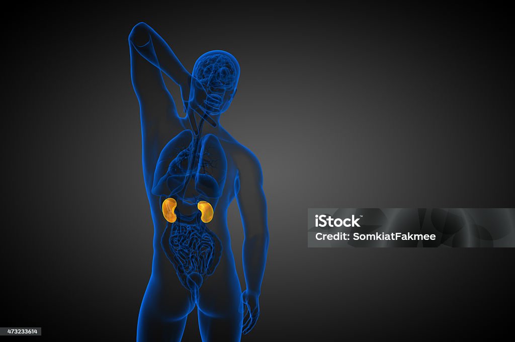 3d render medical illustration of the human kidney 3d render medical illustration of the human kidney - back view 2015 Stock Photo