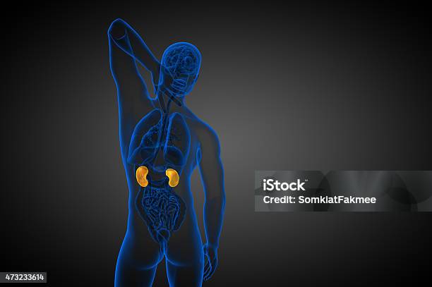 3d Render Medical Illustration Of The Human Kidney Stock Photo - Download Image Now - 2015, Anatomy, Bladder