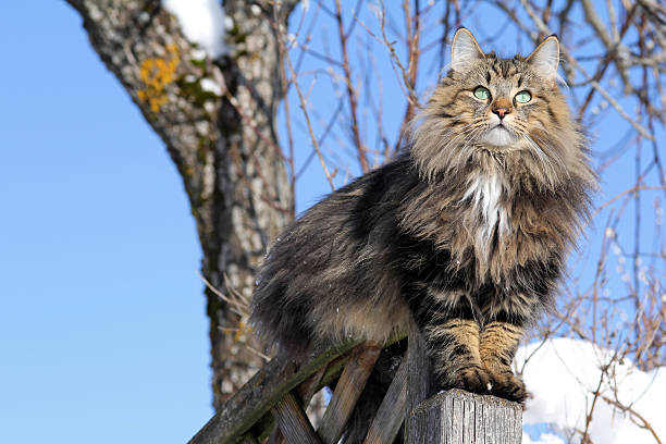 istock Norwegian Forest Cat on a fence in winter 473236202