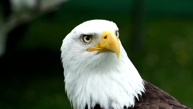 Super Slow motion HD - Bald Eagle