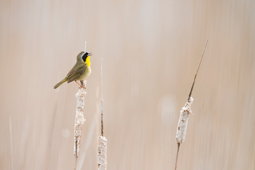 Common yellowthroat warbler singing and perching in the marsh. Masked bird, male, in the wild, national park, Ontario, Canada, North America.