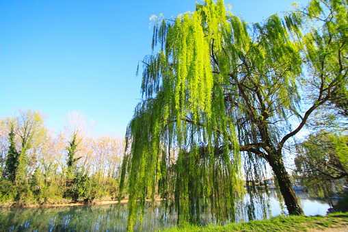 Willow tree in an English garden in summer