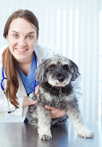 A Happy smiling caucasian woman veterinarian examining a small puppy dog patient. They are both looking at the camera, the veterinarian is holding a stethoscope examining the dog. Photographed close-up in a animal pet clinic hospital examining room in a vertical format.
