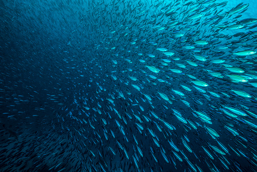 A large school of  fishes swimming in the pacific waters of Palau, Micronesia