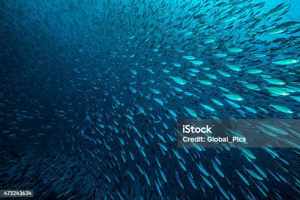 School Of Fishes Palau Stock Photo - Download Image Now - Fish, Sea, School of Fish