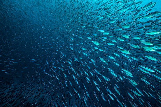 szkoły ryby -palau - reef fish zdjęcia i obrazy z banku zdjęć