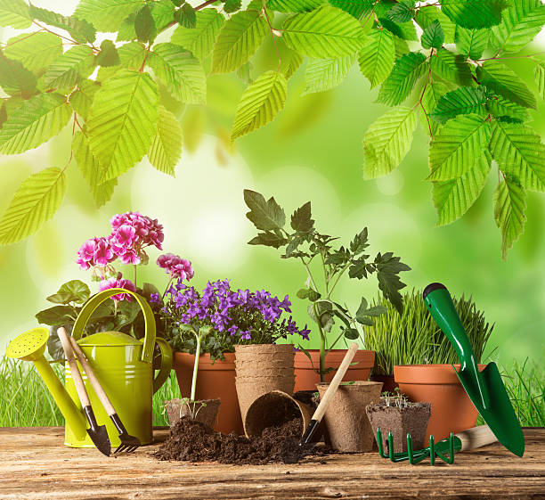 istock Outdoor gardening tools and plants. 473246912