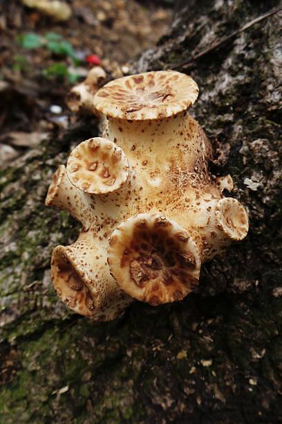 istock Close Up of Bracket Fungus on Tree Trunk 473247204