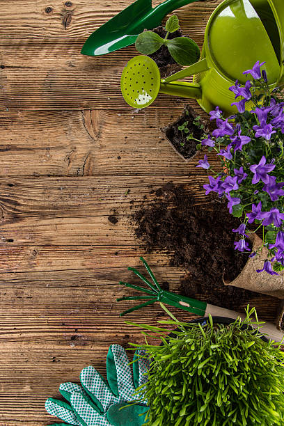 istock Outdoor gardening tools and plants. 473247240