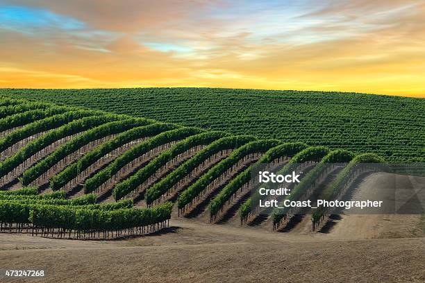 Golden Skies Over Napa Valley Stock Photo - Download Image Now - Vineyard, Napa Valley, California