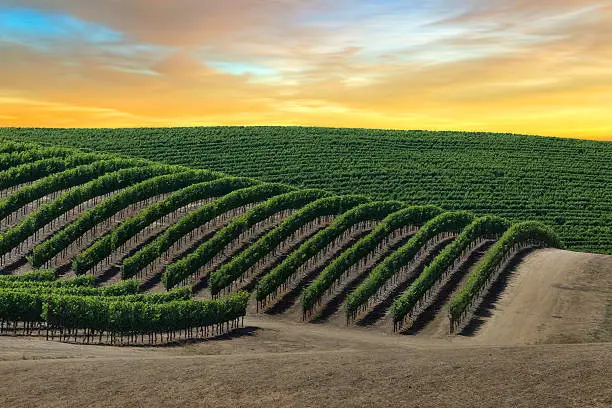 Golden skies over vineyard at sunrise in Napa Valley, California