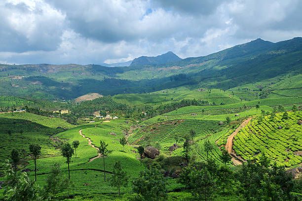 istock Tea Plantations in Munnar,Kerala,India 473247346