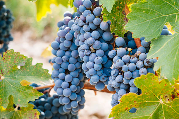 Grape harvest stock photo