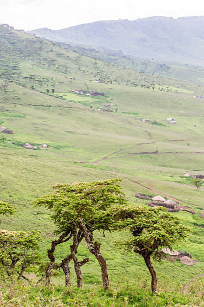 istock African Acacia Tree with village 473249624