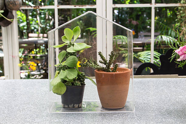 istock Little glass house with cactus pots 473249882