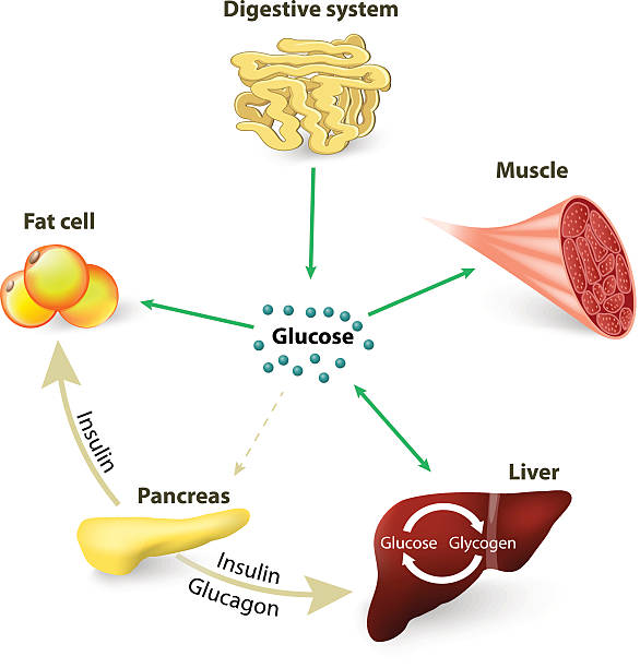 Blood sugar or glucose and insulin Blood sugar or glucose and insulin. Insulin regulates the metabolism. Glucose is the primary source of energy for the body's cells, glycogen stock illustrations