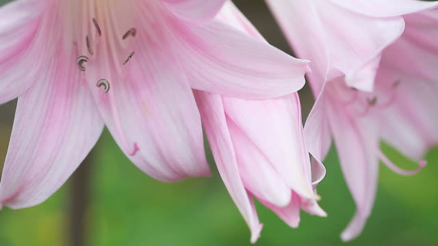 pink belladonna lilies