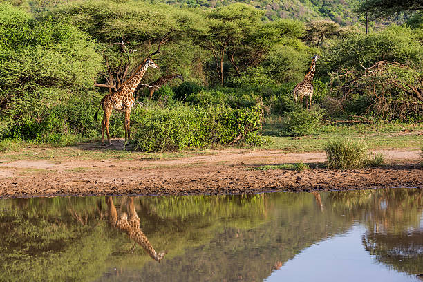 girafas: reflexo - lake manyara national park - fotografias e filmes do acervo