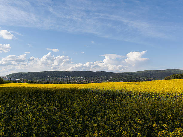 istock Beautiful yellow flowers of rapeseed fields 473258600