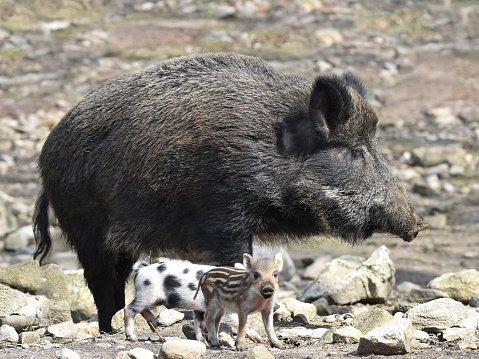 Female Wild boar with her little cubs in their habitat
