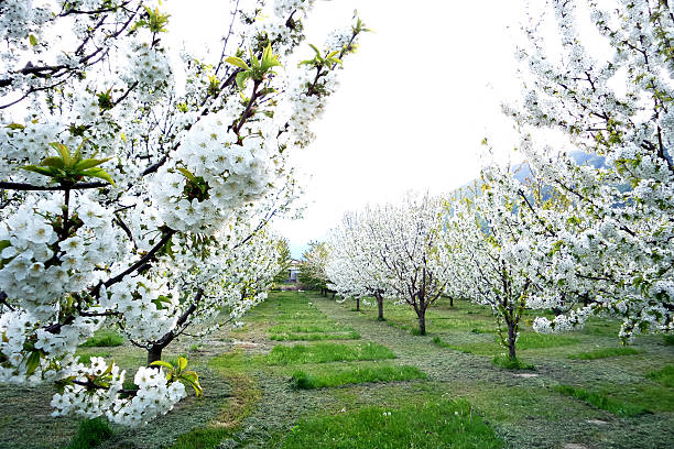 istock Blooming trees with white blossom in the spring 473260266