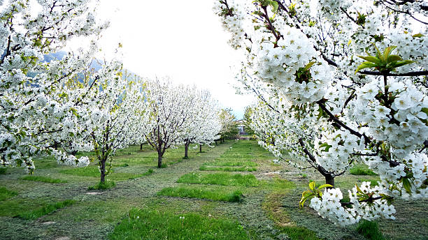 istock Garden of bloomy trees, springtime 473260274