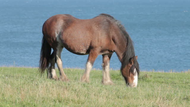 Clydesdale Horse grazing on a clifftop in Scotland.