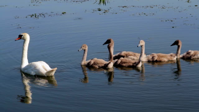 young swans
