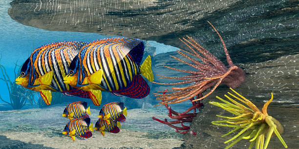 istock Royal Angelfish Family 473263904