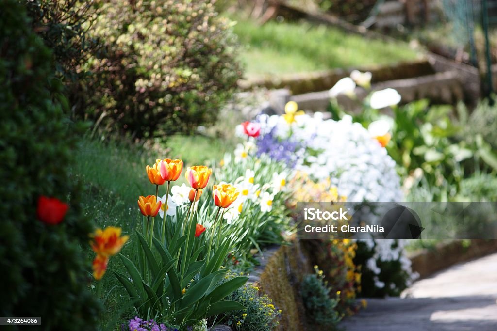 Tulips, Narissen, forgetmenots, azaleas spring garden on Lago Maggiore, Close-up Tulips, daffodils, forget-me-not, azaleas in the spring garden on Lake Maggiore 2015 Stock Photo