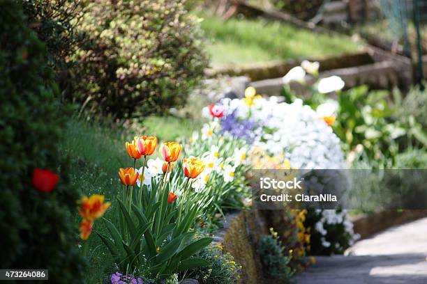 Tulips Narissen Forgetmenots Azaleas Spring Garden On Lago Maggiore Closeup Stock Photo - Download Image Now