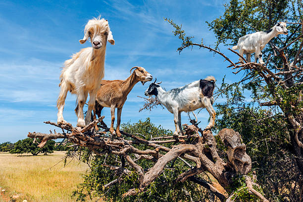 pascolo di capre su albero di argan, marocco e nord africa - wild goat foto e immagini stock