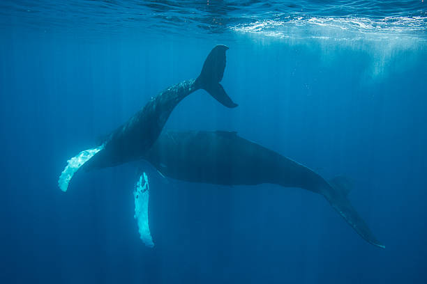 istock Mother and Calf Whale 473265220