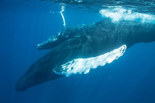 istock Calf and Mother Humpback Whales 473265224