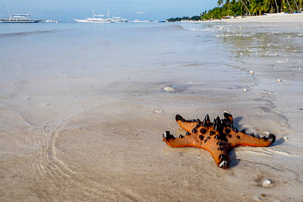 istock Starfish on a tropical beach 473265346