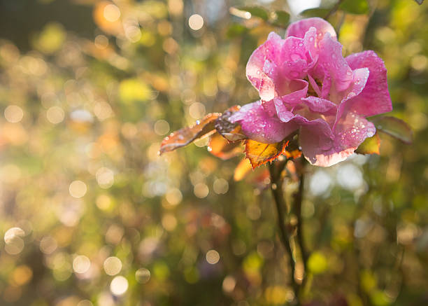Pink wild rose flower with waterdrops