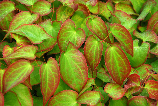 Leafs of Epimedium x rubrum plant Epidernium is in the same family of the: Berberidaceae. barberry family photos stock pictures, royalty-free photos & images