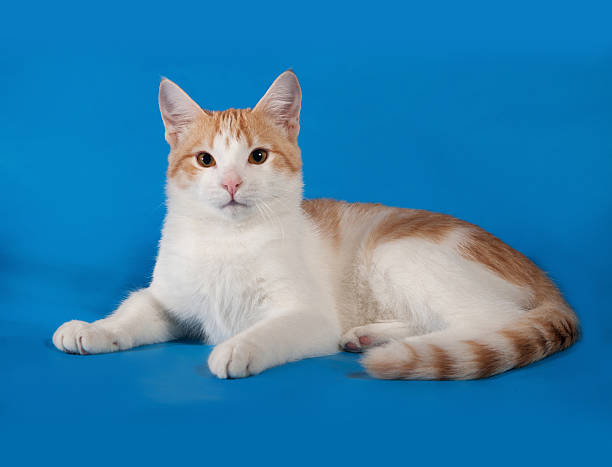 istock White and red kitten lies on blue 473268736