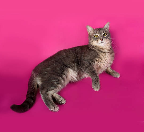 istock Striped gray cat lying on pink 473269028