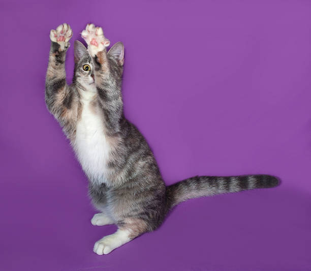 istock Tricolor striped cat sitting on lilac 473269040