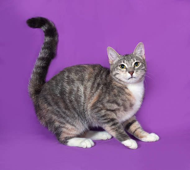 istock Tricolor striped cat sitting on lilac 473269042