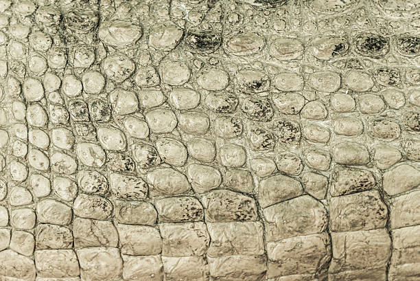 istock tint brown crocodile skin texture as a wallpaper 473270294