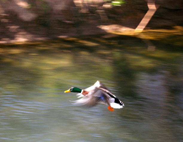 istock Flying male Mallard duck 473270300