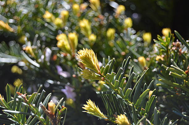 Spring Yew bud New growth on yew hedge. jtmcdaniel stock pictures, royalty-free photos & images